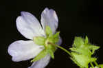 Largeflower baby blue eyes